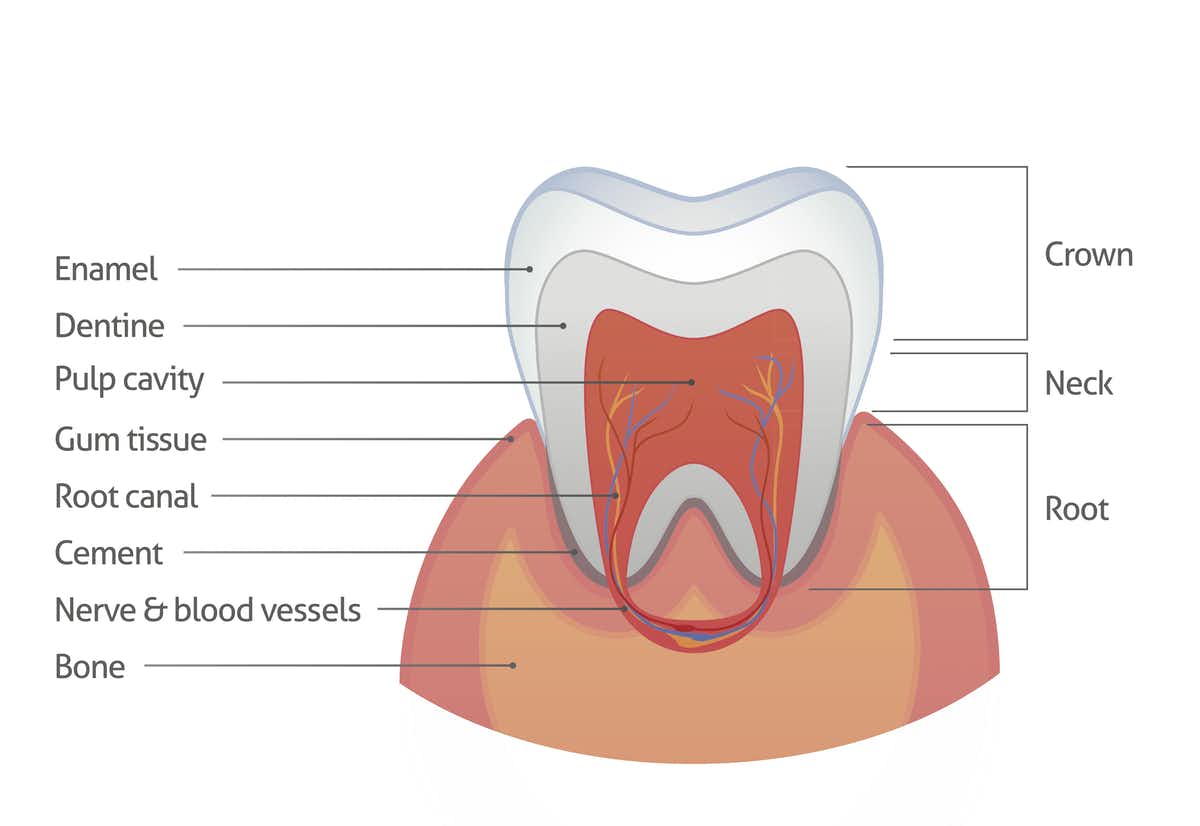 Enamel is the protective outer layer of our teeth