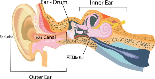 diagram of ear