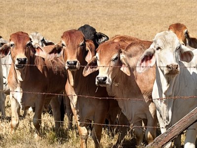 Breadth of UQ research adds up to funding success