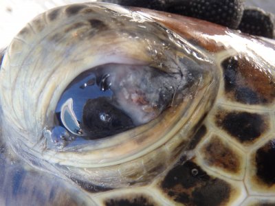 High metal levels found in Queensland turtle blood