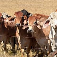Breadth of UQ research adds up to funding success