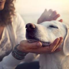 Companion animals delay women leaving domestic violence