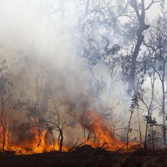 bushfire 
