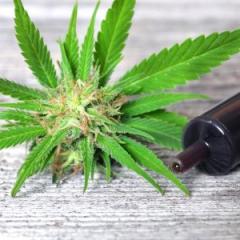 Concern with potential rise in super potent cannabis concentrates