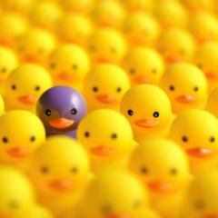 One purple ducks amongst hundreds of yellow 