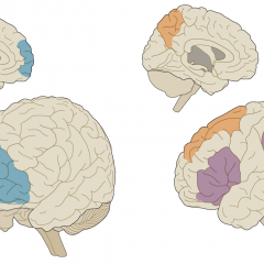 brains