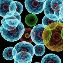 Cells