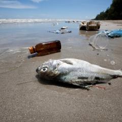 What the health: Would you like a side of microplastic with that?