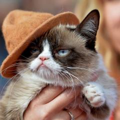 grumpy cat