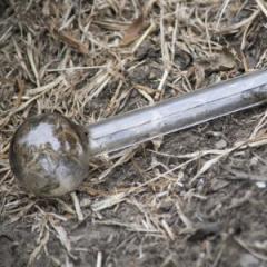 Bush faces more drug problems than meth alone