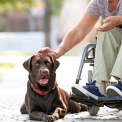 Person in wheelchair reaching to pat brown dog lying on floor