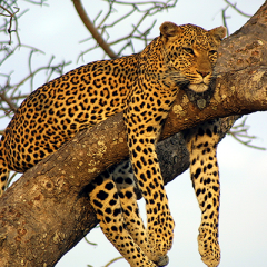Leopard lazily lying on a tree