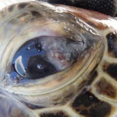 Great Barrier Reef turtle with lesion on its eye