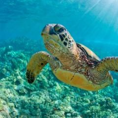 Complex cocktail of chemicals found in coastal turtles