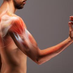 graphic of man's arm which shows the muscle anatomy