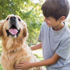 Young boy smiling while patting golden retriver dog