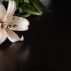 lily flower on dark background